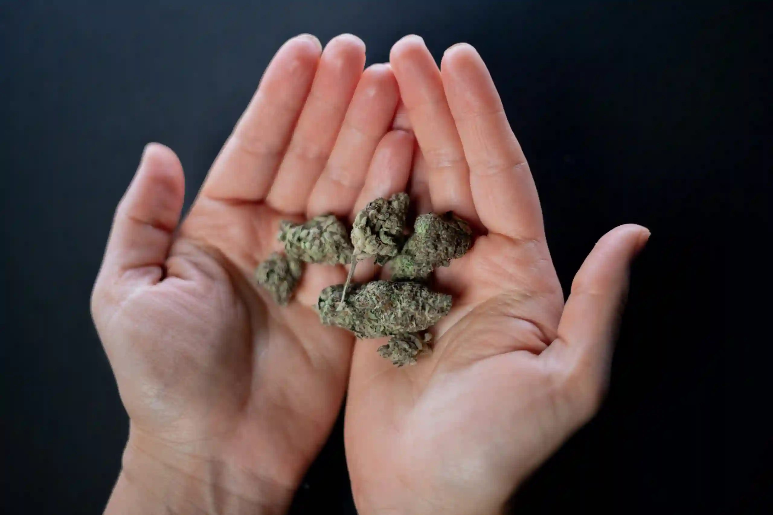 Was ist eine Cannabisbl&uuml;te?