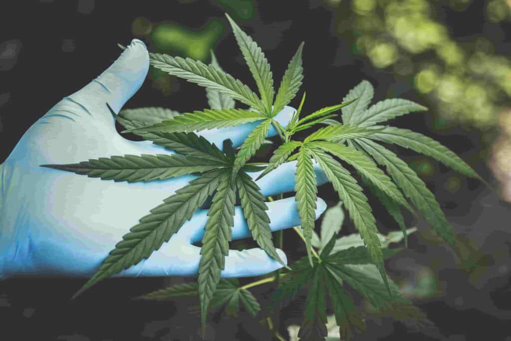 Cannabisgesetze im Schengen-Raum